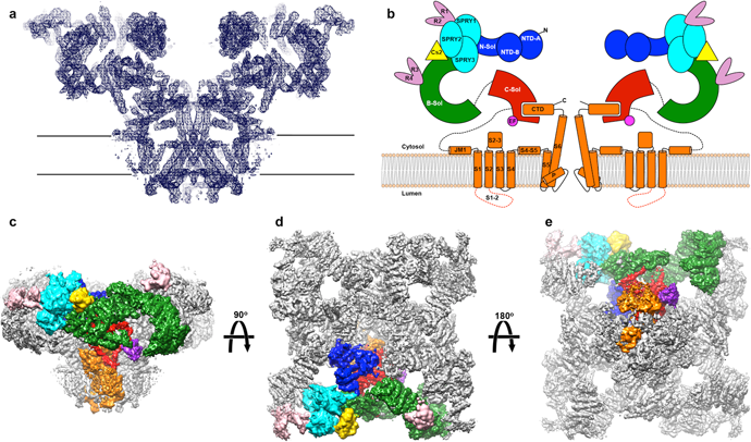 Ryanodine receptor